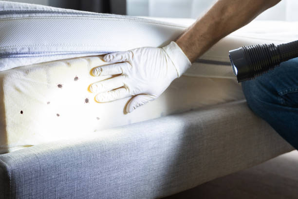 Best Wasp Removal Services  in O, MI